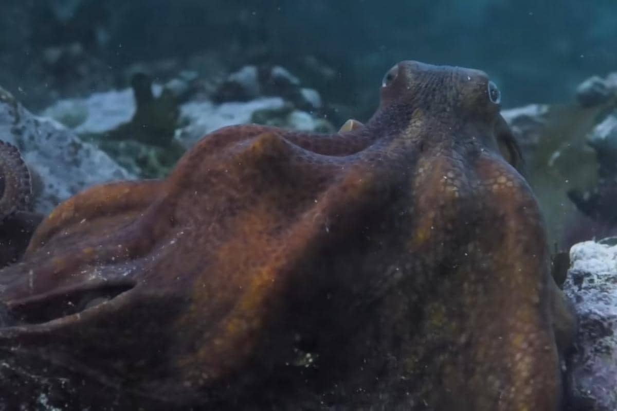 film gurita dan manusia