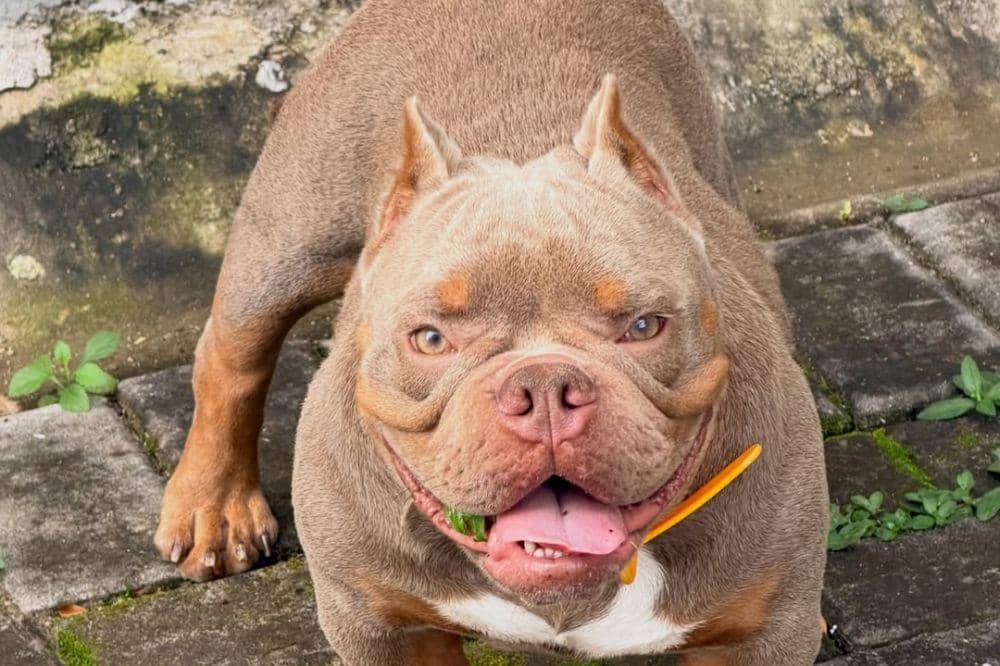 Richman, Anjing Andrea Dian yang Menjadi Anggota Keluarga Baru