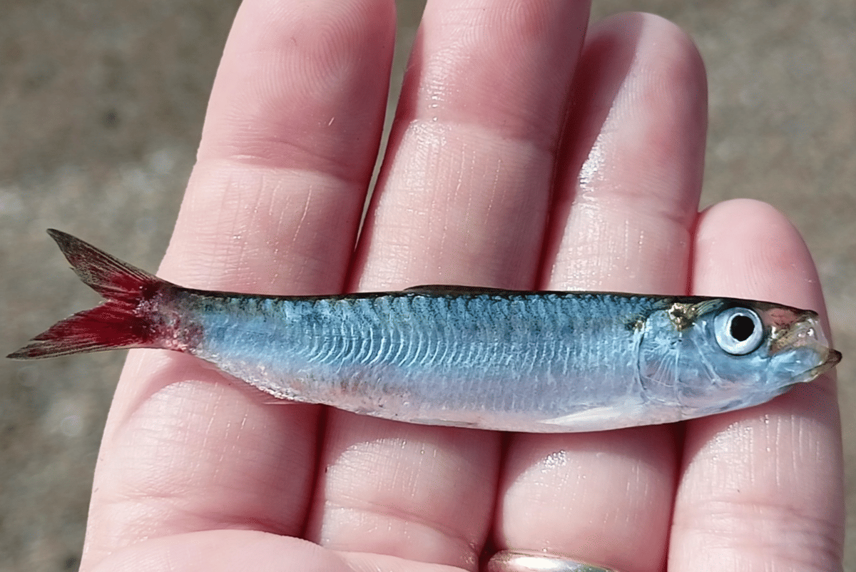 Ikan sarden