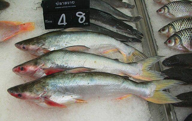 Ilustrasi ikan patin