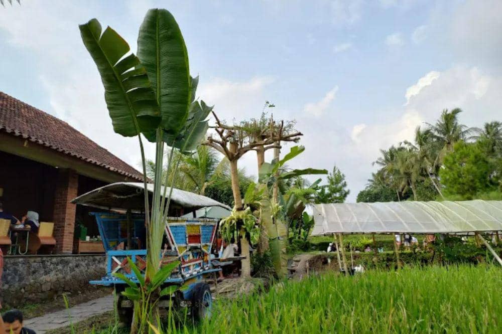 7 Cafe Alam Terdekat di Jogja, Salah Satunya Kopi Klotok yang Viral