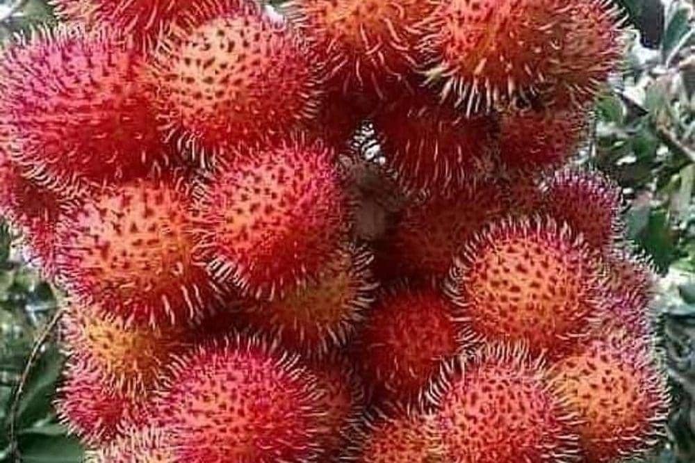 9 Jenis Rambutan dan Ciri-Cirinya yang Unik!