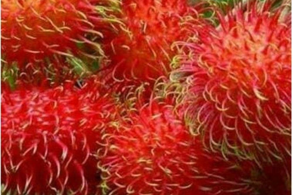 9 Jenis Rambutan dan Ciri-Cirinya yang Unik!