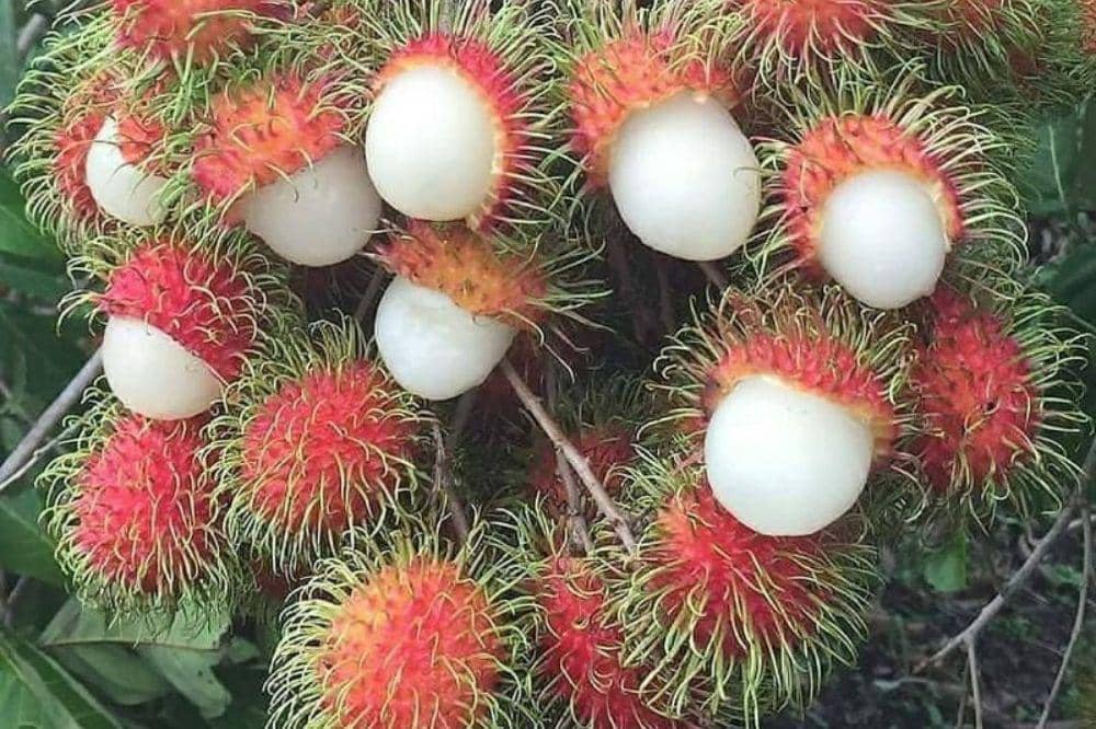 9 Jenis Rambutan dan Ciri-Cirinya yang Unik!