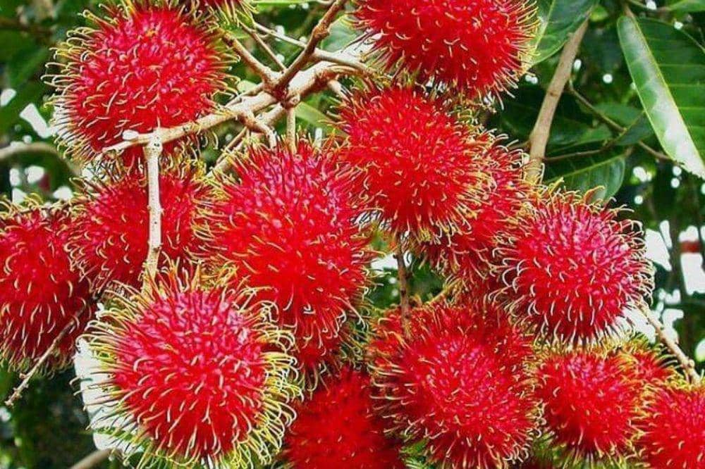 9 Jenis Rambutan dan Ciri-Cirinya yang Unik!