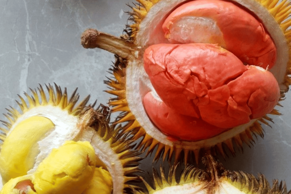 Durian Merah Banyuwangi Resmi Jadi Produk Indikasi Geografis Pertama di Indonesia.png