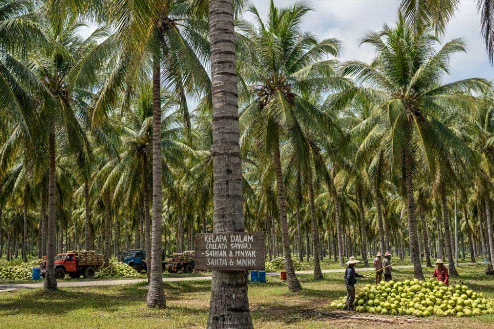 7 Jenis Kelapa dan Manfaatnya untuk Berbagai Keperluan Sehari-Hari