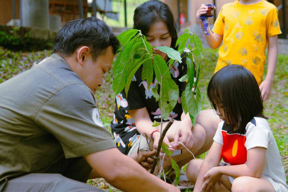 Bobocabin tanam pohon