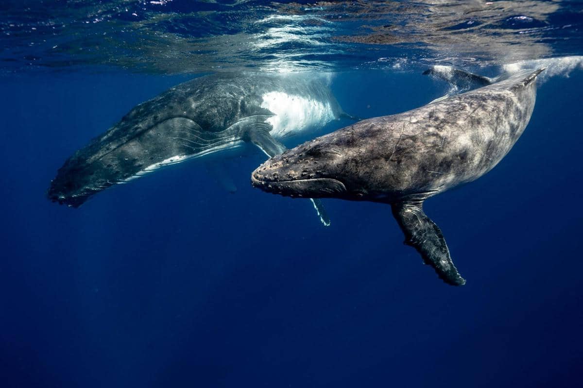 induk paus berenang bebas