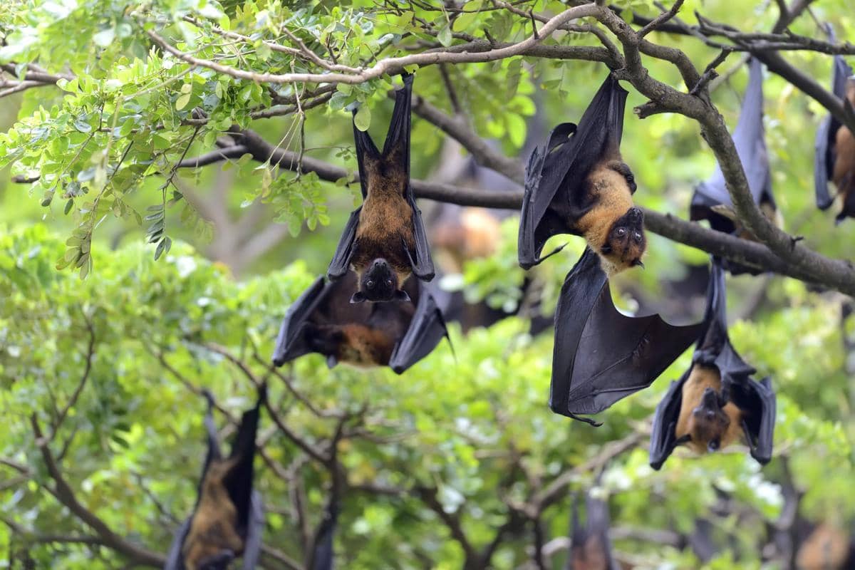 Virus Nipah bersifat zoonotik dan berisiko tinggi.