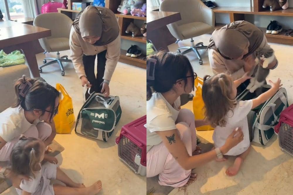 Kamari menyambut kucing barunya