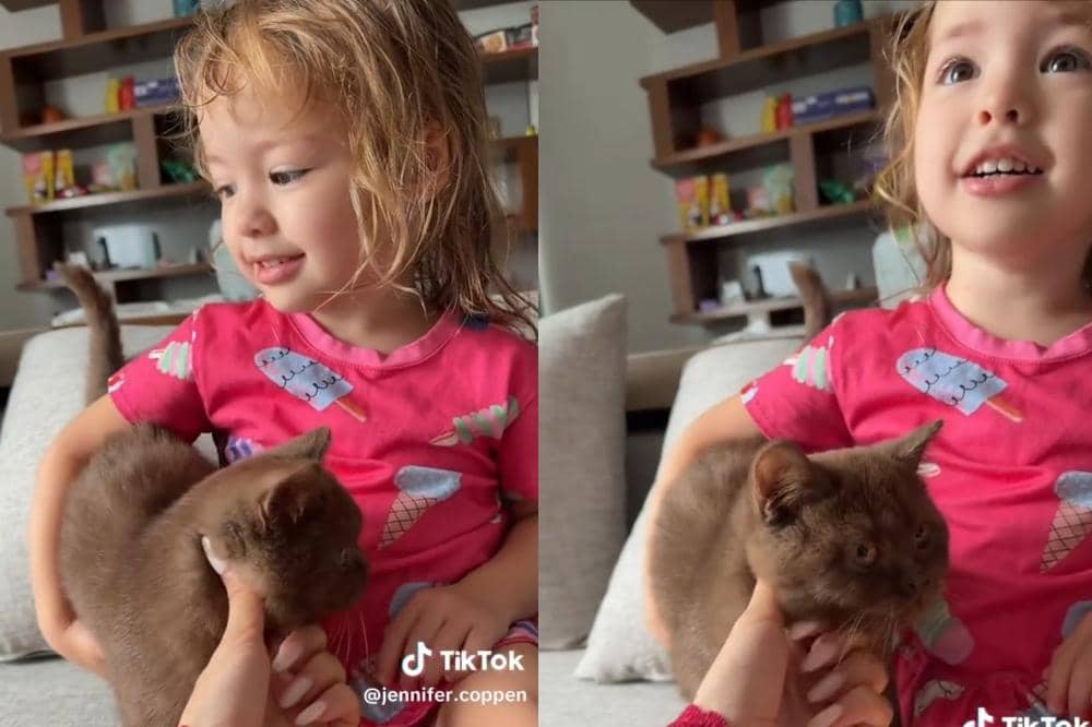 Kamari dengan kucing baru