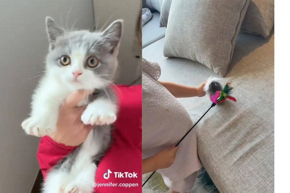 Quincy kucing Kamari