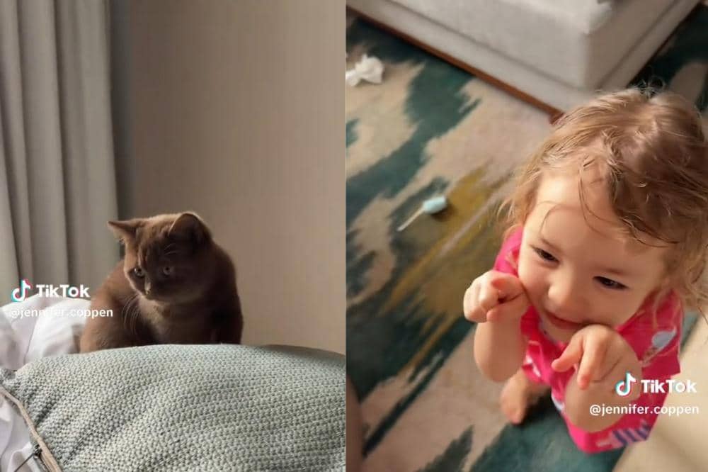 Kamari dengan kucing baru