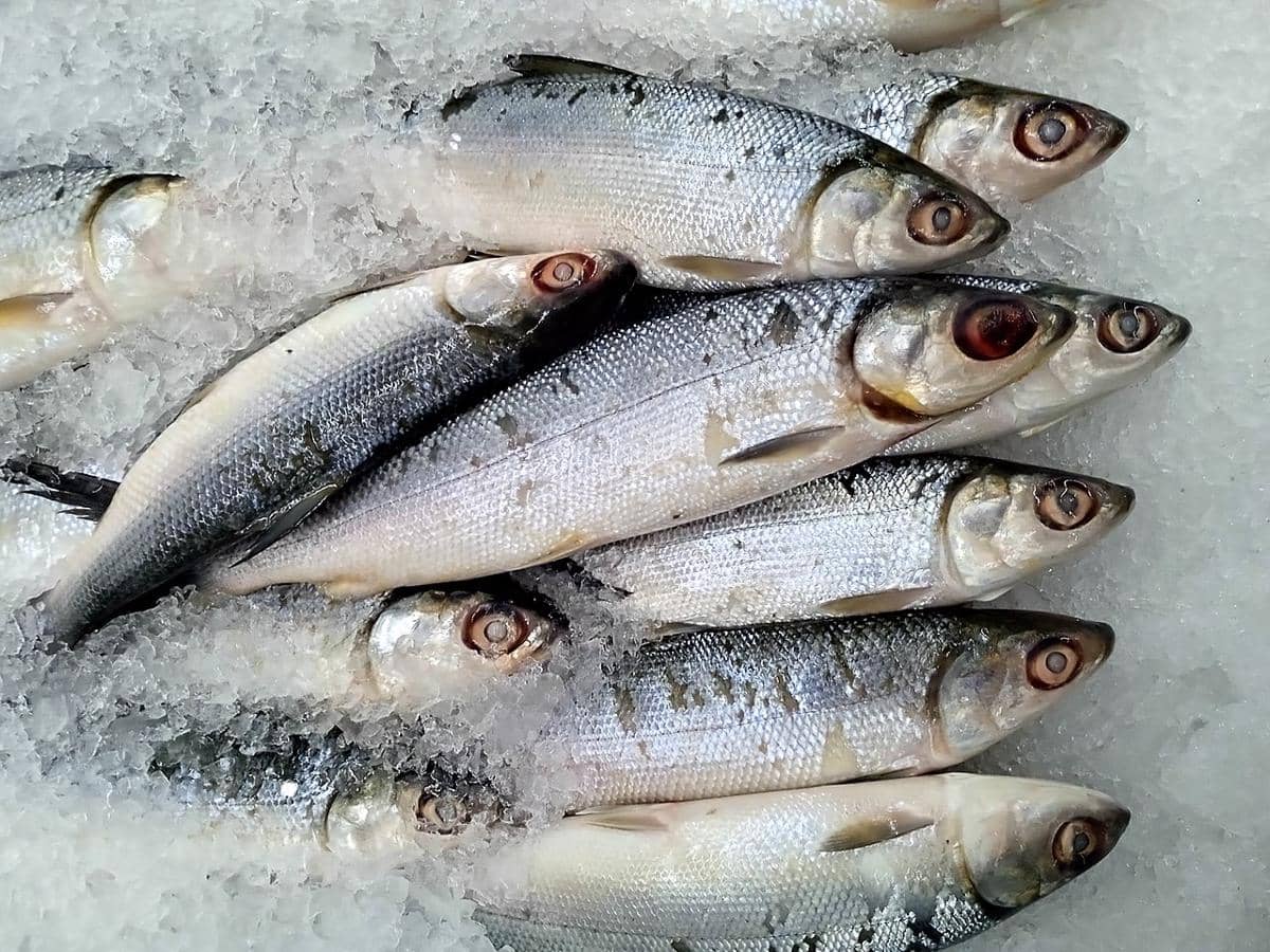 Ikan bandeng