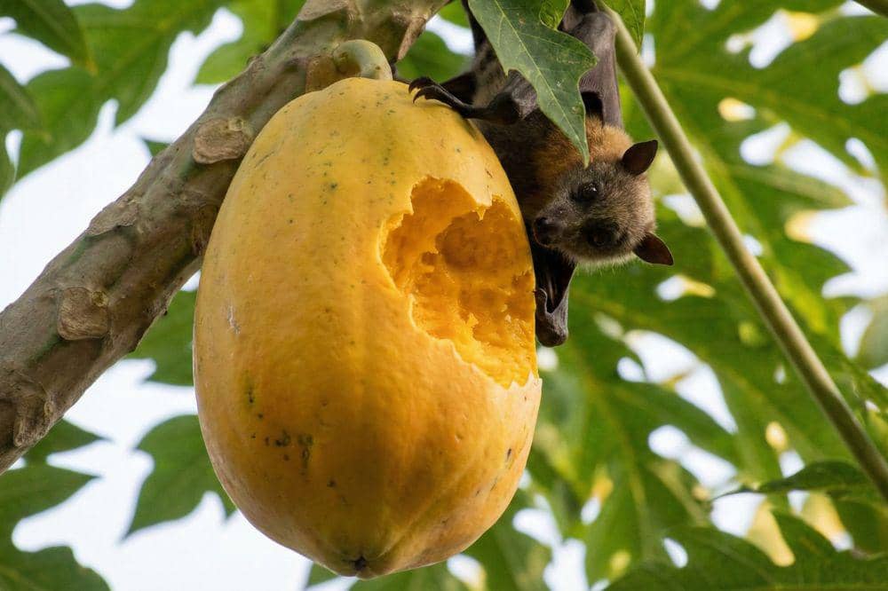 5 Tanda Buah Digigit Kelelawar COVER