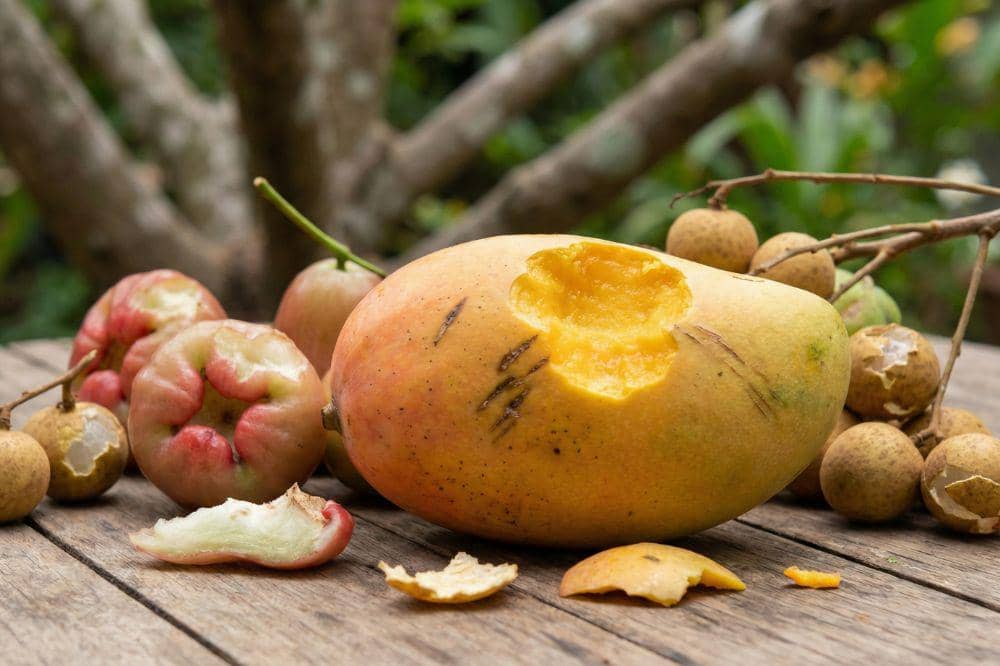 5 Tanda Buah Digigit Kelelawar 1