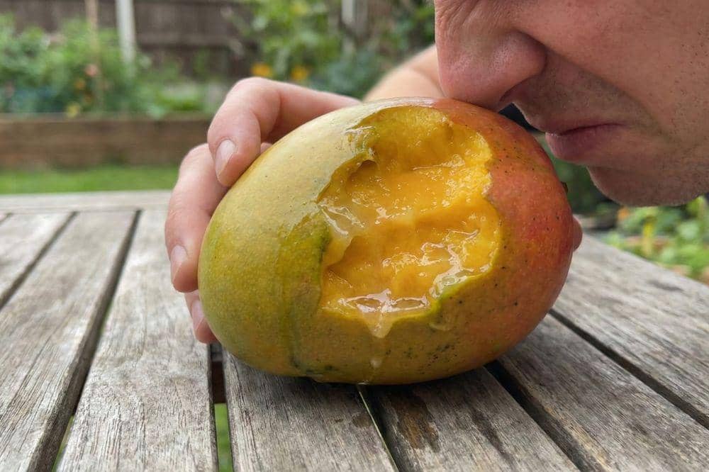 5 Tanda Buah Digigit Kelelawar 5