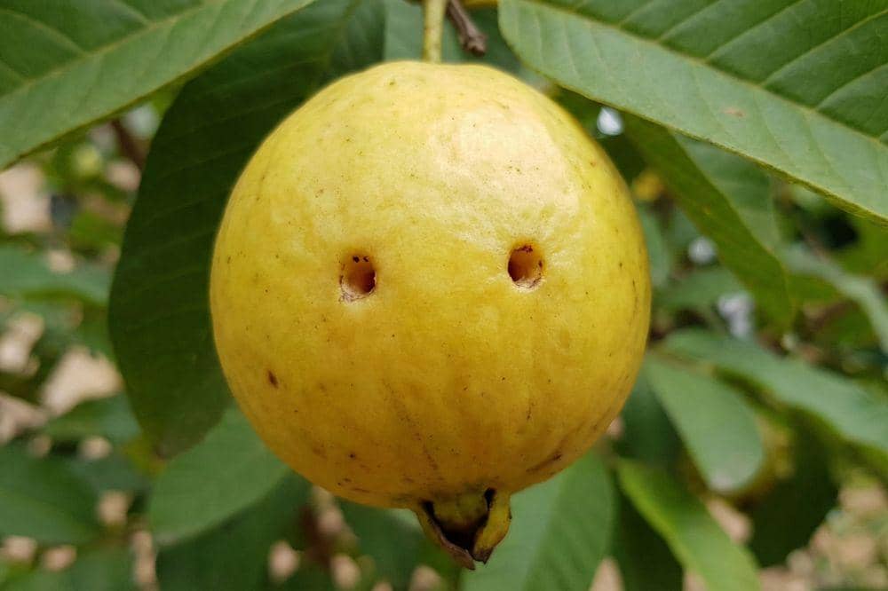 5 Tanda Buah Digigit Kelelawar 2