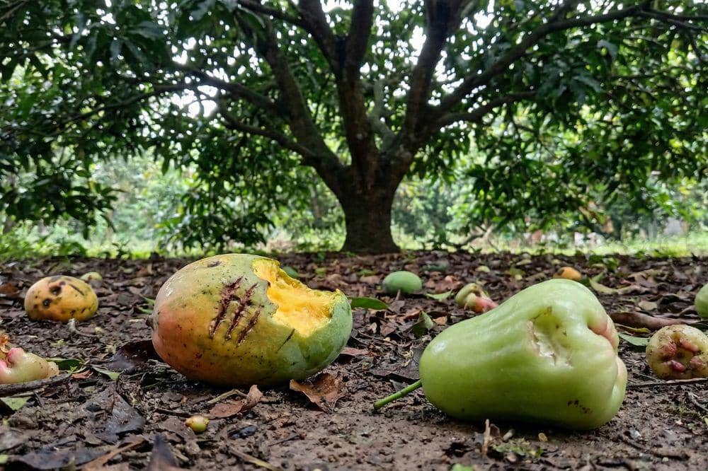 5 Tanda Buah Digigit Kelelawar 4