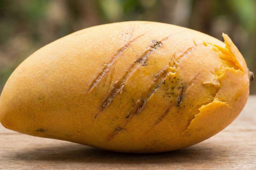 5 Tanda Buah Digigit Kelelawar 3