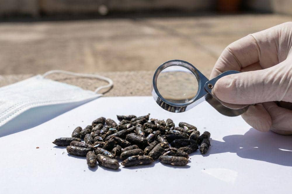 5 Tanda Ada Sarang Kelelawar di Atap Rumah 3