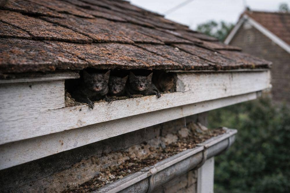 5 Penyebab Kelelawar Masuk Rumah 3