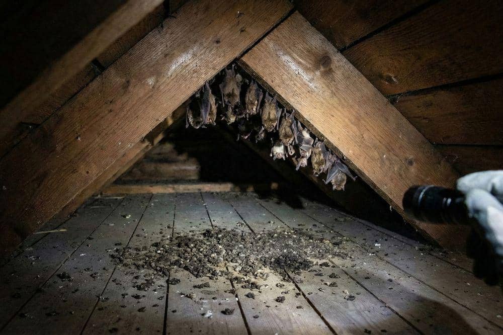 5 Tanda Ada Sarang Kelelawar di Atap Rumah COVER