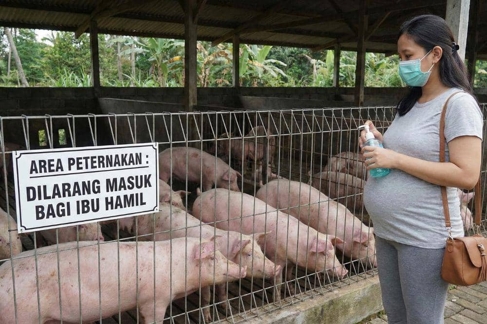 Awas Virus Nipah! Jenis Makanan Ini Harus Diwaspadai Ibu Hamil 5