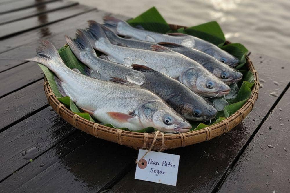 Apakah Lemak Ikan Patin Berbahaya?