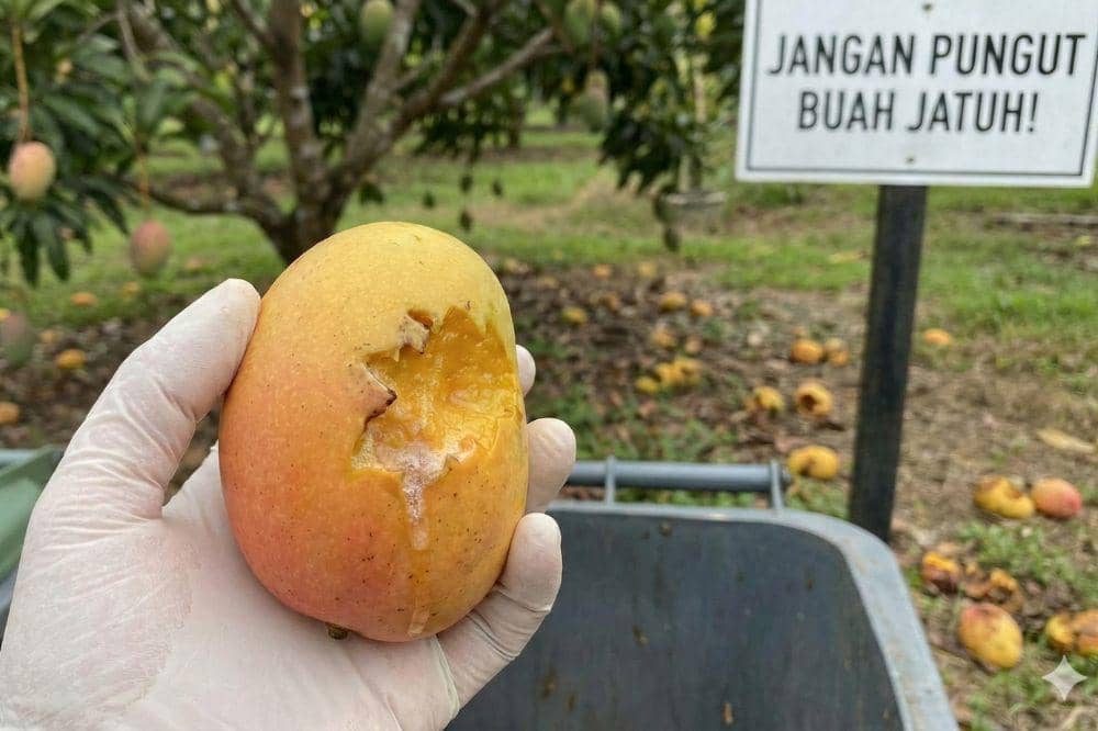 Awas Virus Nipah! Jenis Makanan Ini Harus Diwaspadai Ibu Hamil 2