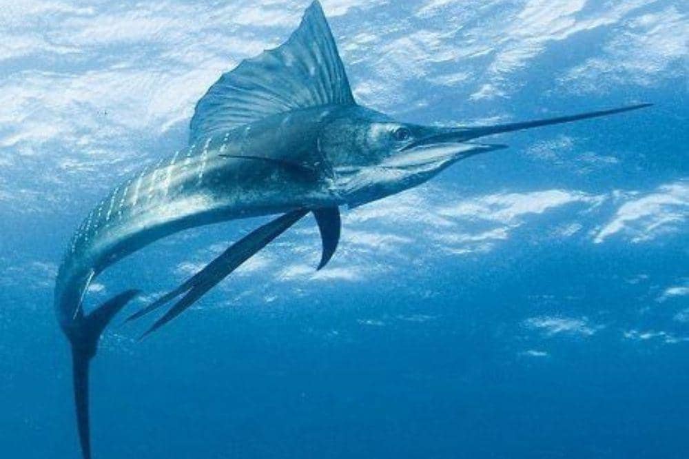 6 Jenis Ikan yang Tidak Boleh Dikonsumsi Rutin, Bisa Keracunan!