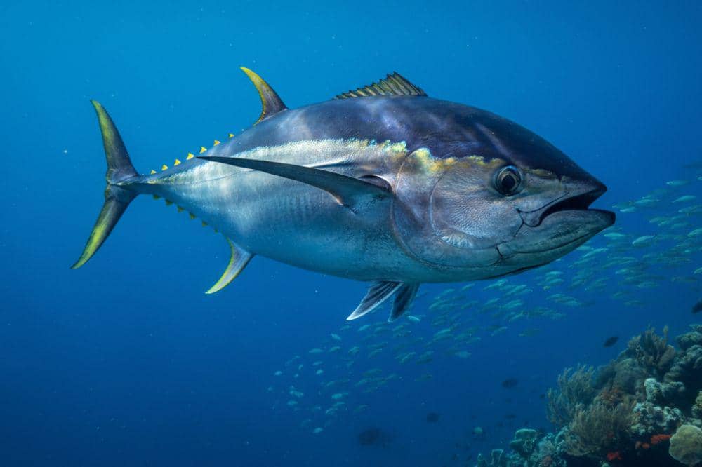 6 Jenis Ikan yang Tidak Boleh Dikonsumsi Rutin, Bisa Keracunan!