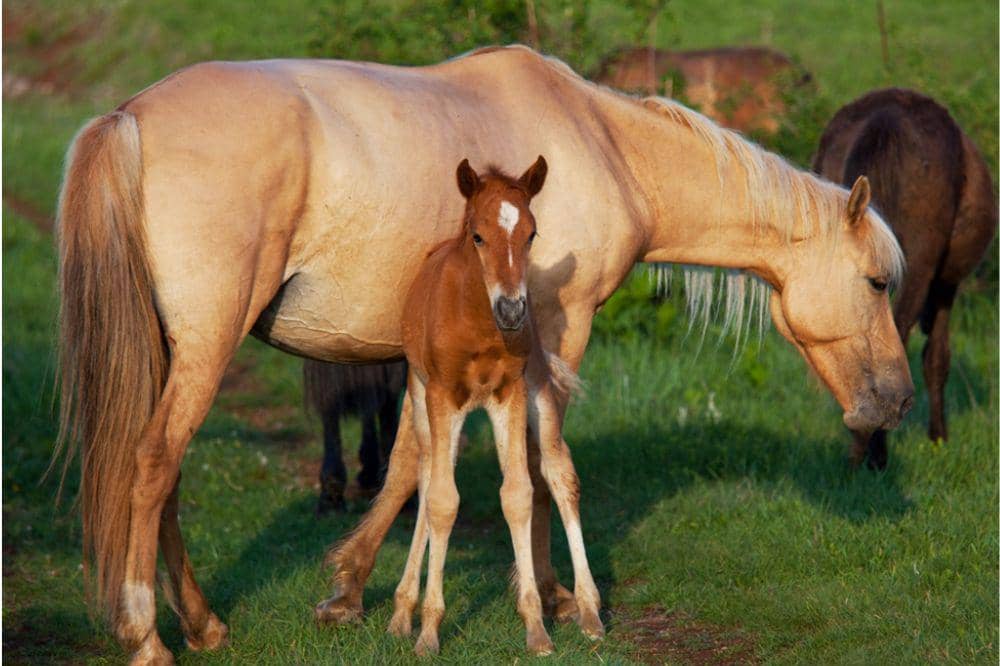 Anak kuda dengan induk