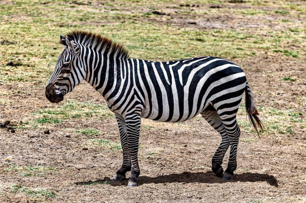 Anak zebra