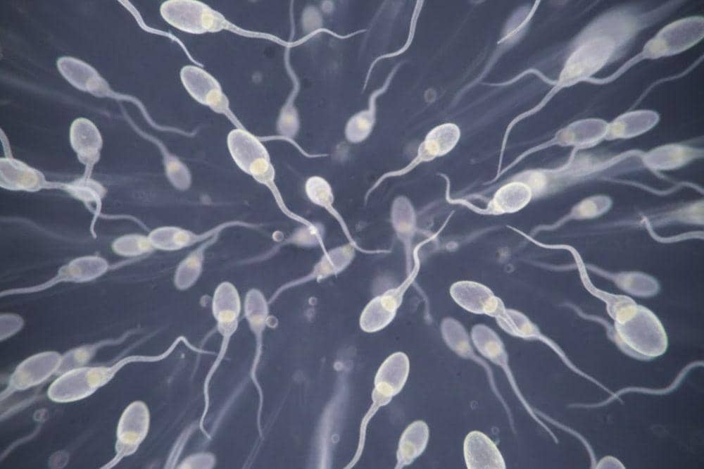 Berapa Lama Sperma Suami Diperbarui?