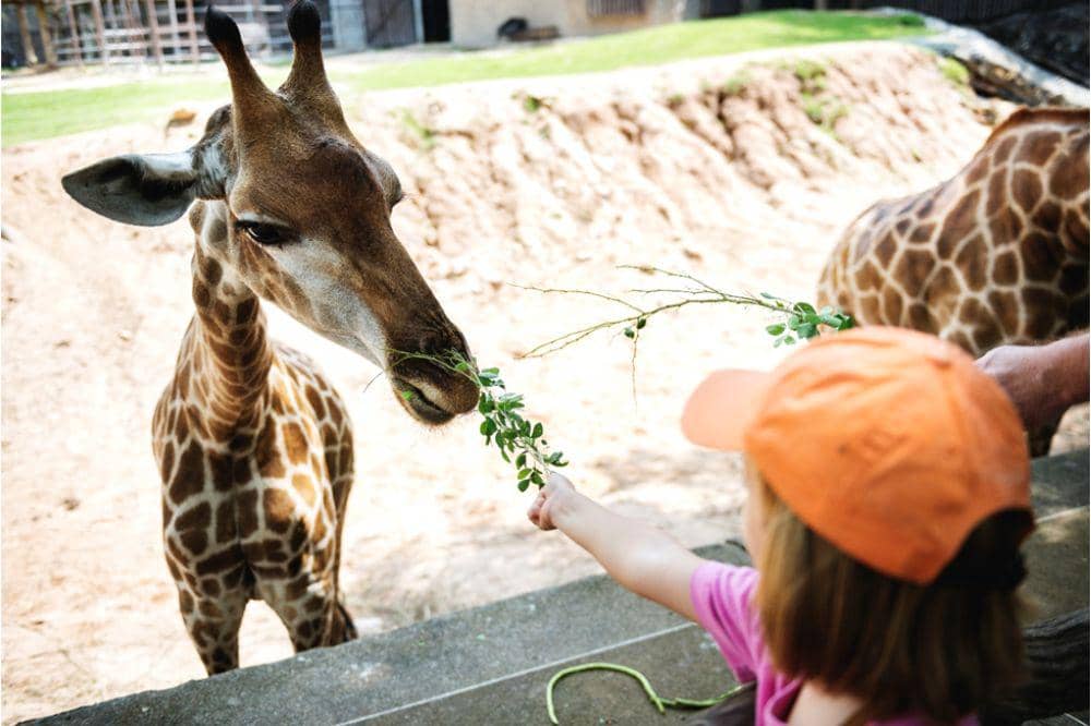 Anak memberi makan jerapah