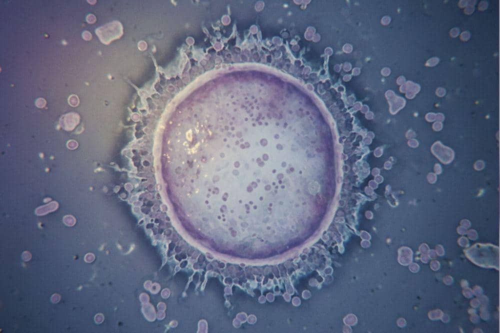 Apakah Sel Telur Perempuan Bisa Habis 