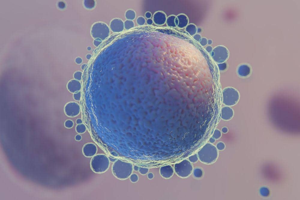 Apakah Sel Telur Perempuan Bisa Habis 