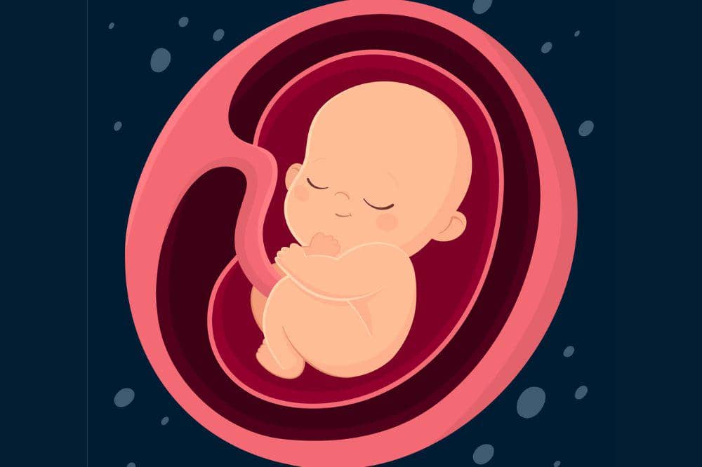 Apakah Sel Telur Perempuan Bisa Habis 