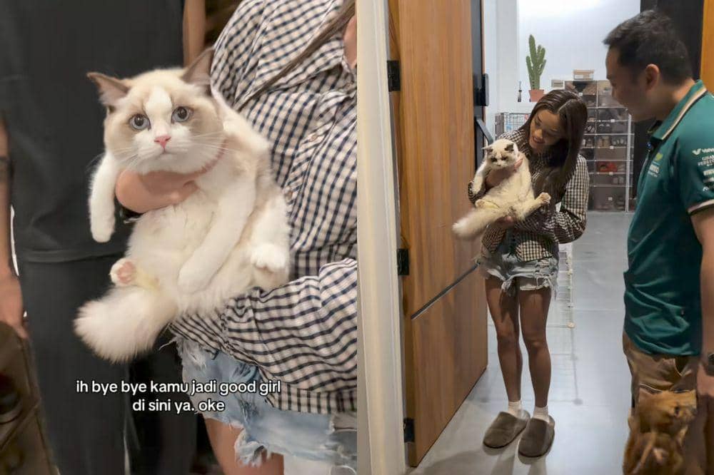 Devano Hadiahkan Kucing Ragdoll Tercantik Buat Baila Fauri COVER