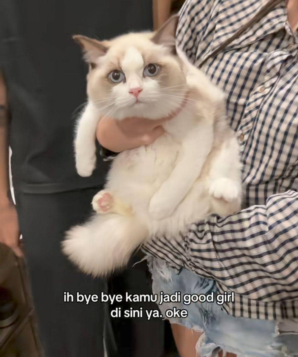 Devano Hadiahkan Kucing Ragdoll Tercantik Buat Baila Fauri 3