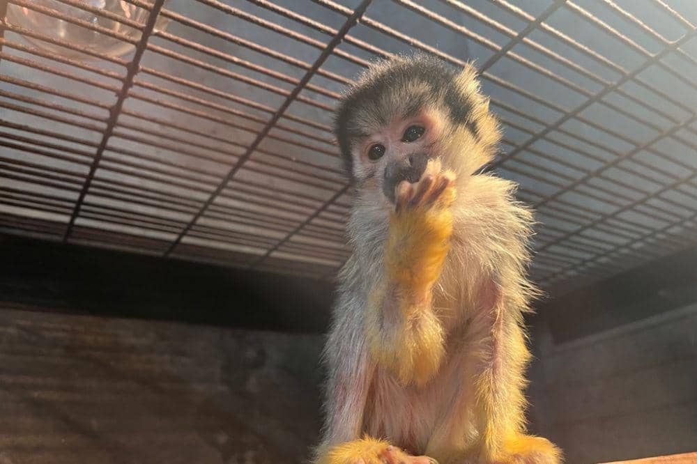 5 Pelajaran Cinta dari Kisah Bayi Monyet 'Punch' 3