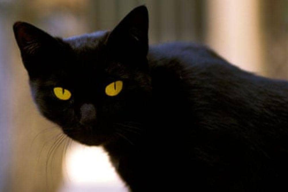 kucing terkaya di dunia