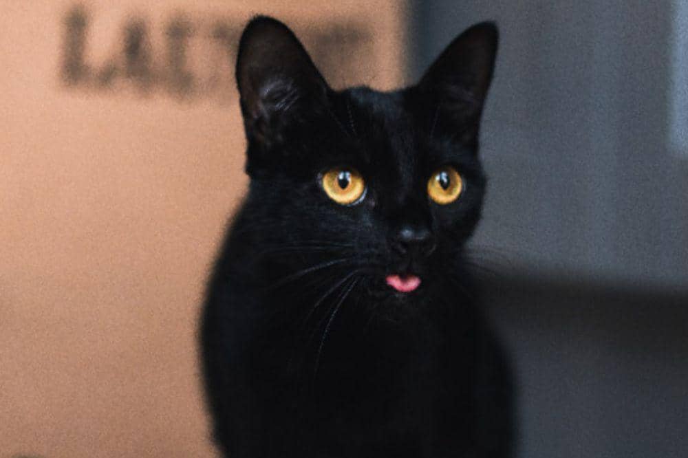 kucing terkaya di dunia