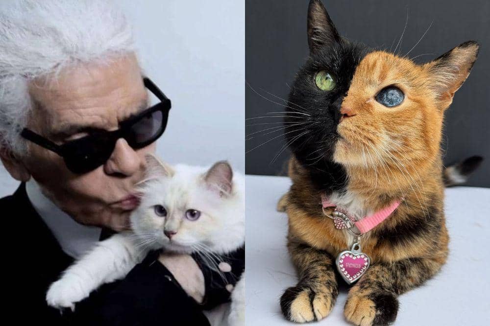 kucing terkaya di dunia