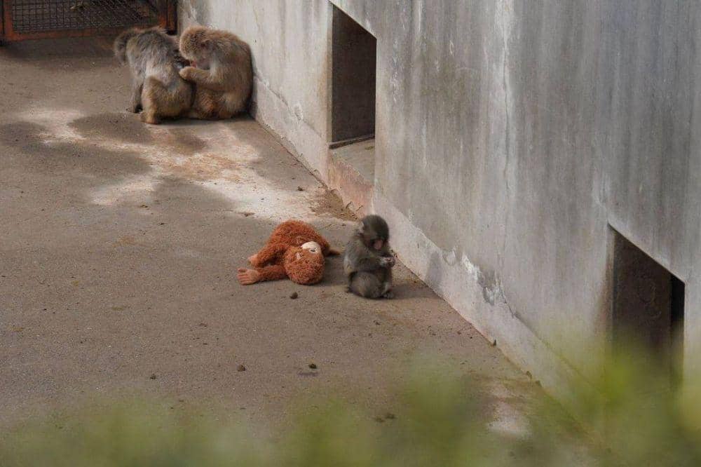 5 Pelajaran Cinta dari Kisah Bayi Monyet 'Punch' 4