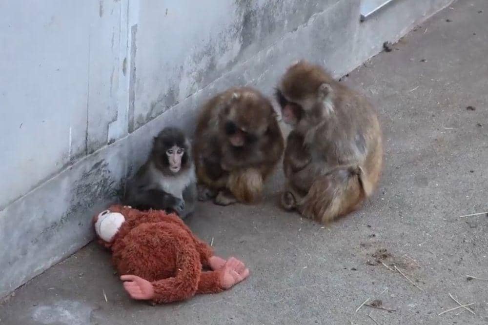 5 Pelajaran Cinta dari Kisah Bayi Monyet 'Punch' 1