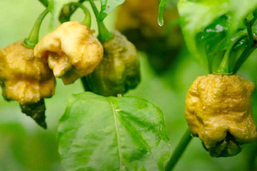 5 Fakta Menarik Pepper X, Cabai Terpedas di Dunia (3).jpg