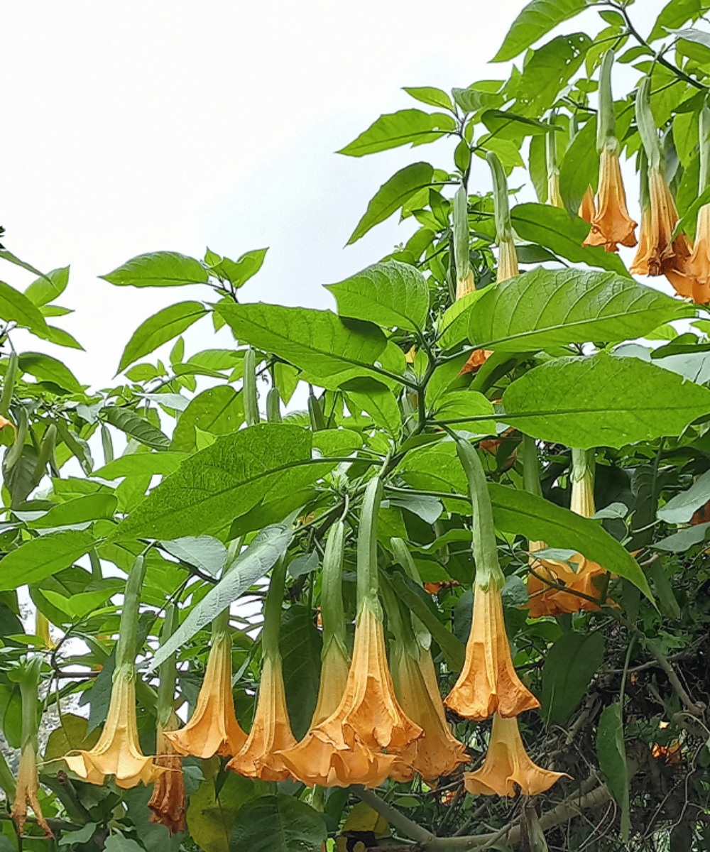 Mengenal Kecubung Hutan, Tanaman Berbahaya dalam Kasus Jeffrey Epstein